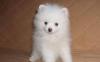 Померанские шпицы. Питомник превью 1315477.