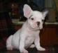 Бело - палевая девочка французского бульдога превью 1316223.