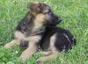 Щенки немецкой овчарки 4 мес превью 1316450.