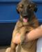 Превью Очаровательная малышка в добрые руки Москва - 1