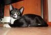 В дар - черно-белый котенок-подросток превью 1316763.