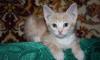 Шикарные котятки (2 мес)персики и трёхцветка превью 1316875.