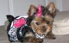 Йоркширского терьера щенки, рождены 17.05.2010 превью 1317457.