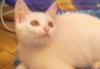 Превью Серебристо-белый полубританский мальчик 2 мес Москва - 1