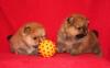 Превью Продаю карликовых шпицев Москва - 2