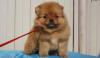 Малышка девочка шпиц- 22 т.р превью 1318899.