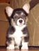 Вельш корги пемброк,очаровательная девочка превью 1310979.