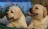Щенки палевые лабрадор-ретривер от чемпионов превью 1319130.