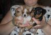 Щенки Той-терьера превью 1319206.