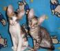 Превью Котята породы корниш-рекс Псков - 3