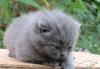 Превью Обворожительный голубок котик Лобня - 3