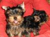 Продаю щенков йоркширского терьера превью 1322778.