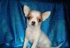 Чихуахуа щенок миник г/ш превью 1322890.