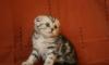 Шотландские Вислоухие  котята превью 1324662.