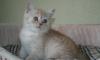 Британские и Шотландские Вислоухие котята превью 1324675.