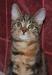 Британские котик,кошечка превью 1325419.