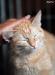 Рыжая нежная кошка в дар превью 1325571.