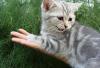 Голубая на серебре британская кошечка превью 1326019.