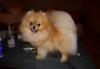Померанский шпиц девочка 35тыс превью 1326692.