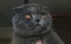 Вязка Голубого Шотландкого вислоухого кота превью 1327070.
