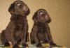 Щенки Лабрадора тёмный шоколад мальчики превью 1327599.