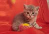 Шотландские и британские котята превью 1328081.