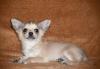 Чихуахуа мальчик превью 1328387.