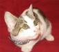 Превью Очаровательный и очень милый котёнок по имени Чест Санкт-Петербург - 1