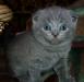 Шотландские голубые вислоухие котята превью 1328909.
