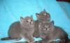 Британские котята превью 1329652.