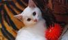 Кошечка Белка хочет домой превью 1330052.