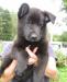 Щенки чёрной немецкой овчарки превью 1331678.