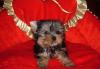 Йоркширский терьер мини девочка превью 1331879.