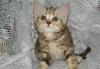 Очень красивый ласковый Британский котик превью 1331881.