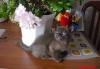 Превью Котята американской бурмы (бурманские) Пермь - 2