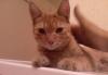 Рыжий котенок-подросток ищет дом превью 1332626.