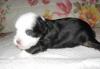 Щенки Китайской Хохлатой превью 1332732.