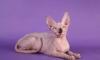 Кошечка канадского сфинкса шоу-качества превью 1332961.