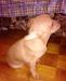 Превью Чихуахуа мальчик Фрязино - 1