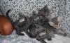 Превью Котятки, очень красивые) Москва - 1