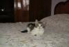 Превью Шотландский котенок Москва - 1