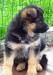 Щенки немецкой овчакри (девочки) превью 1334393.