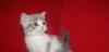 Превью Котята  шотландские короткошерстные Москва - 4