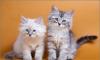 Питомник предлагает котят превью 1334721.