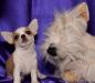 Чихуахуа превью 1334792.