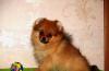 Щенки померанского миниатюрного шпица превью 1334928.