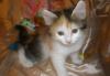 Подарю котенка превью 1335338.