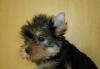 Щенки йоркширского терьера превью 1335589.