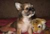 Чихуахуа девочка 2 мес. д/ш превью 1335653.
