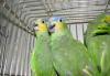 Попугаи превью 1335744 Попугаи превью 1335744.